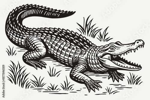  Alligator illustration, detailed black and white drawing, intricate scales, fierce expression, woodcut style, high contrast, reptilian texture, curled tail, powerful jaws, engraving technique, wild