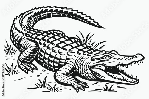  Alligator illustration, detailed black and white drawing, intricate scales, fierce expression, woodcut style, high contrast, reptilian texture, curled tail, powerful jaws, engraving technique, wild