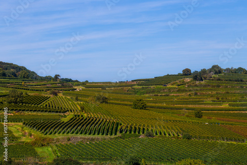 Wallpaper Mural Reben Weinberge Winzer Torontodigital.ca