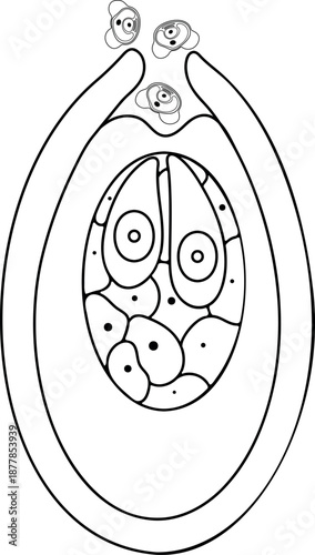 Coloring page with pollination in spruce. Female and male gametophytes on white background	