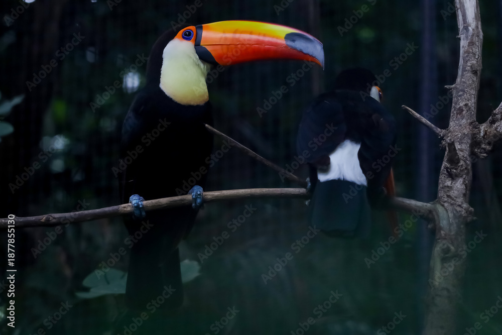Obraz premium The toco toucan bird on the wood tree