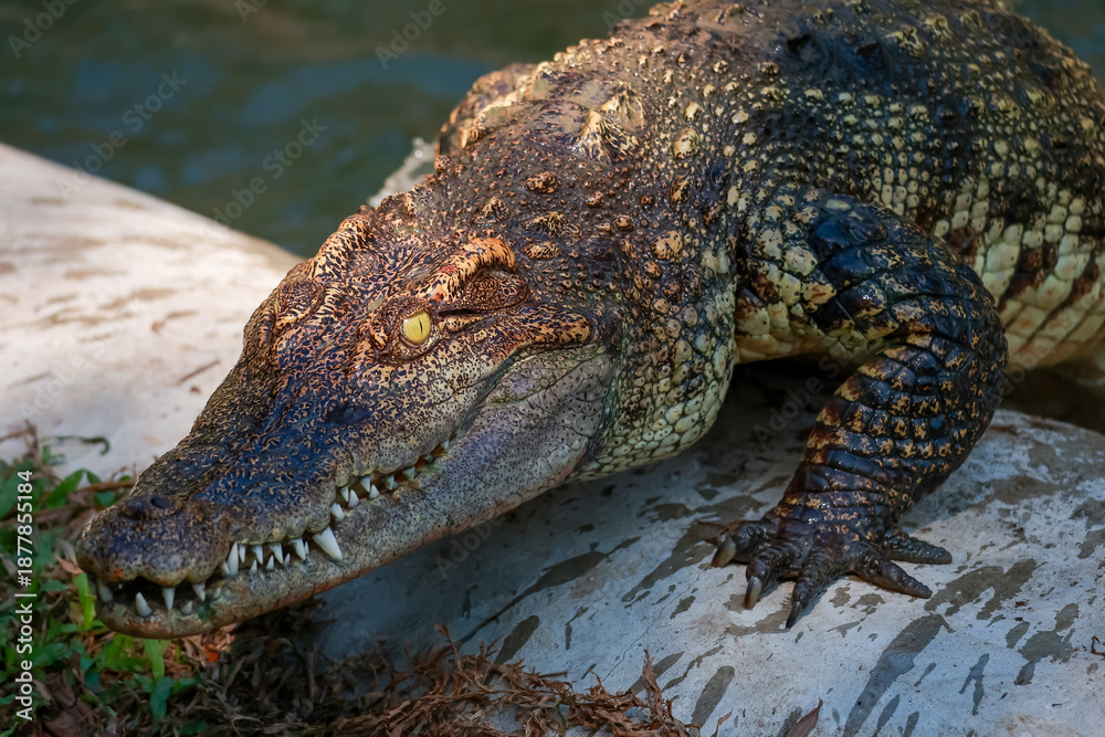 Fototapeta premium The crocodile on the river near canal