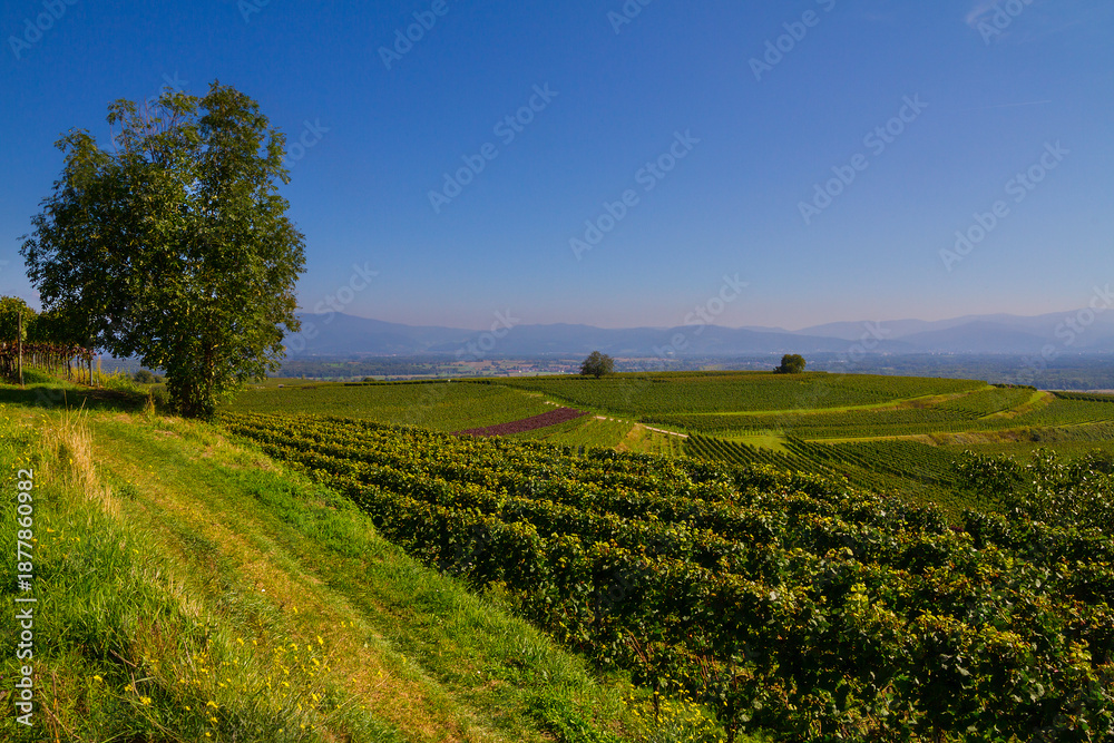 Naklejka premium Reben Weinberge Winzer