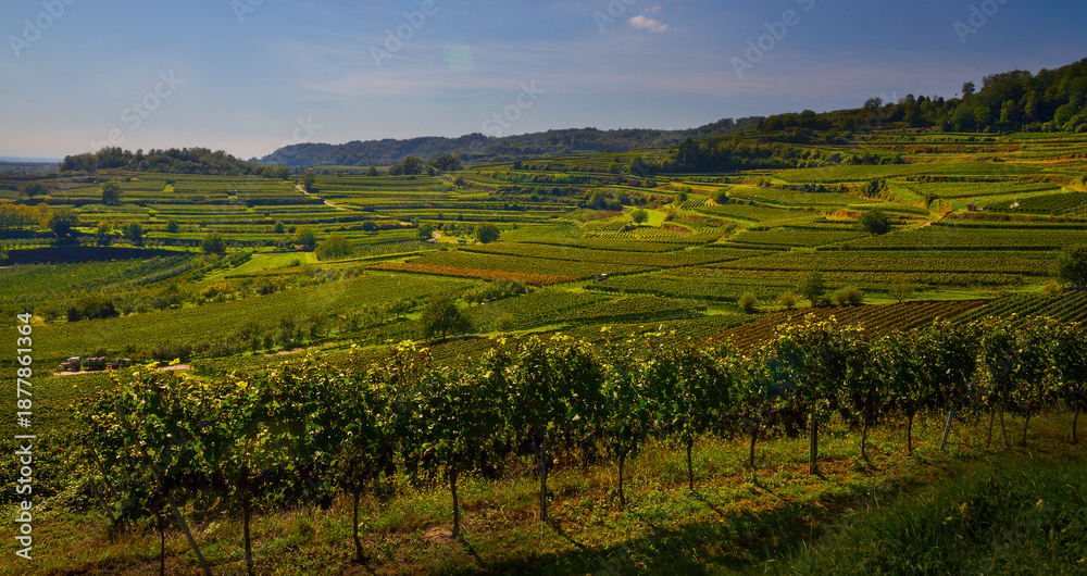 Fototapeta premium Reben Weinberge Winzer