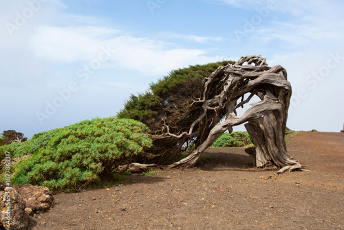 Sabina tree in El Hierro, Canary Islands