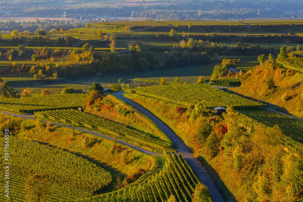 Fototapeta premium Reben Weinberge Winzer