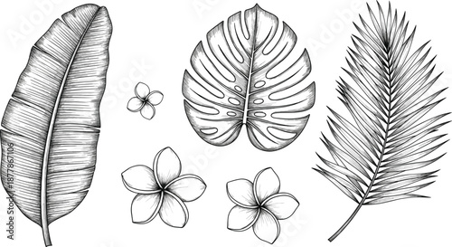 Hand Drawn Tropical Leaf and Flower Illustration Set with Botanical Palm, Monstera, Banana Leaves for Nature, Vintage, and Vector Designs