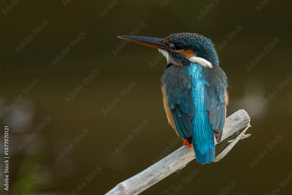 Obraz premium The common kingfisher (Alcedo atthis), also known as the Eurasian kingfisher and river kingfisher 