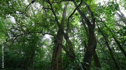 Tropical jungle with lush green foliage in natural light
