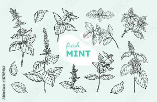 Mint leaf. Peppermint branch sketch, black and white spearmint, hand drawn menthol plant. Botanical herbs, leaves and stems. Condiment or medical flora. Vector doodle isolated elements