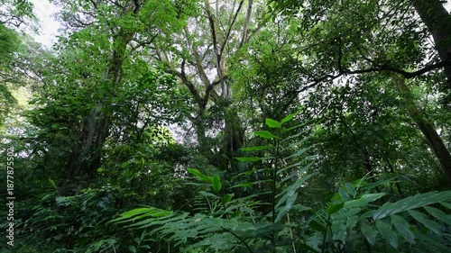 Tropical jungle with lush green foliage in natural light