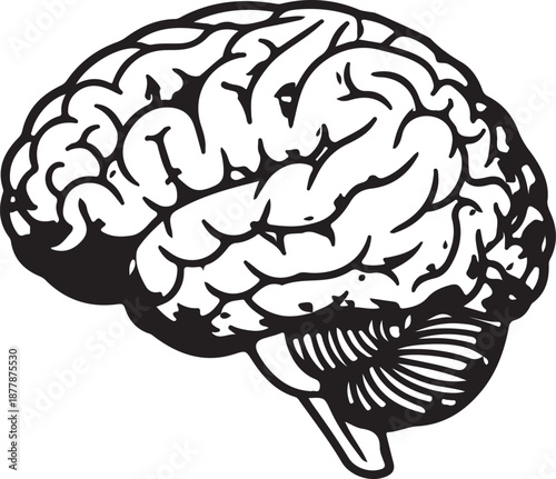 Human brain anatomy illustration with detailed cerebral cortex and cerebellum structure in one view
