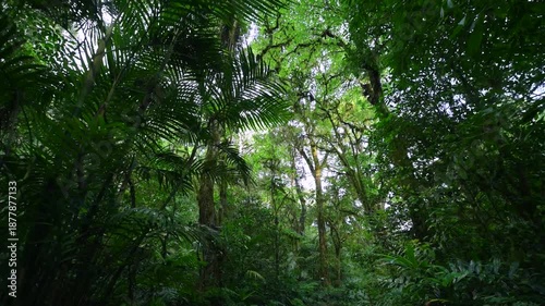 Tropical jungle with lush green foliage in natural light