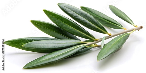 Green olive leaf is shown on a white background
