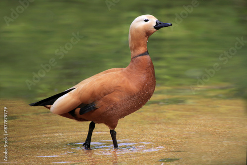 Fotografía Rostgans (Tadorna ferruginea)