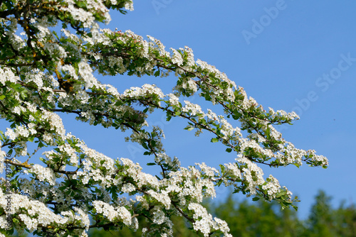 Tableau sur toile Weißdorne (Crataegus) Blüten, Heilpflanze