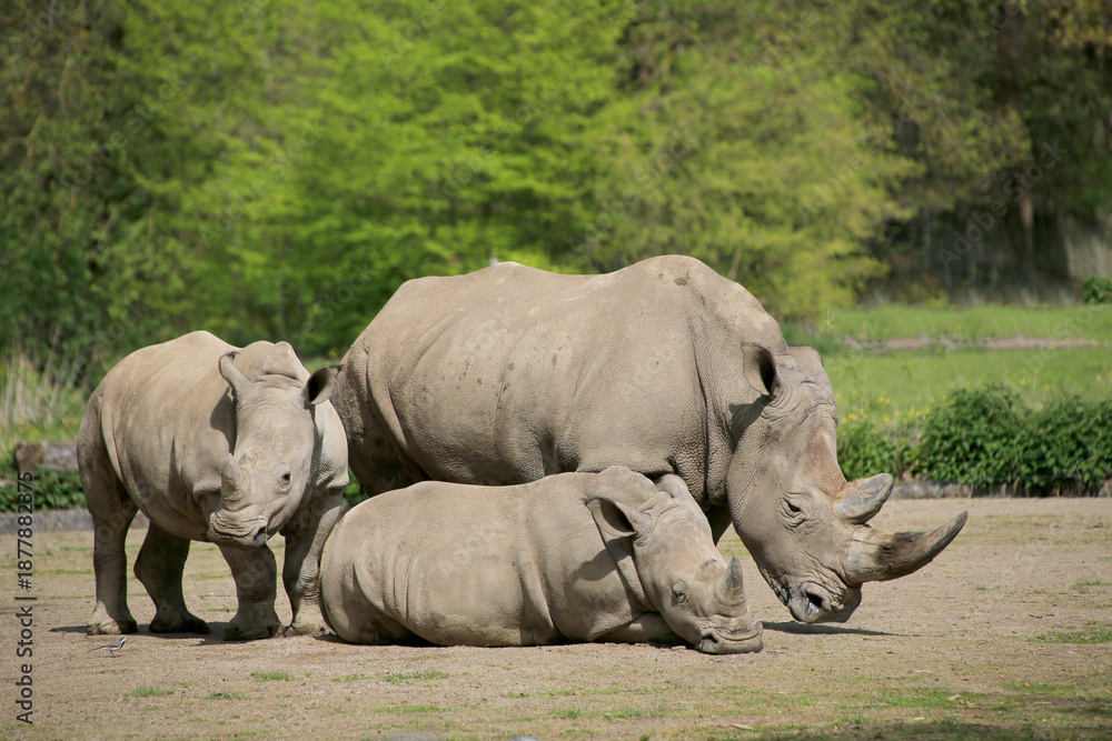 Obraz premium Breitmaulnashorn (Ceratotherium simum) Muttertier mit zwei Jungen 