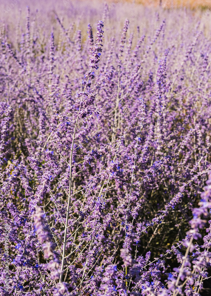 Obraz premium field of lavender