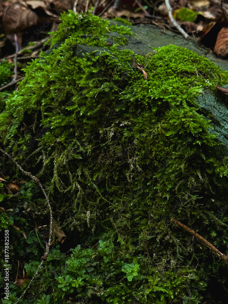 Fototapeta premium moss on the tree