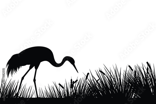 Elegant crane bird silhouette foraging in grassy wetlands monochrome illustration wildlife nature scene avian species migratory bird black and white minimalist design for conservation environmental aw