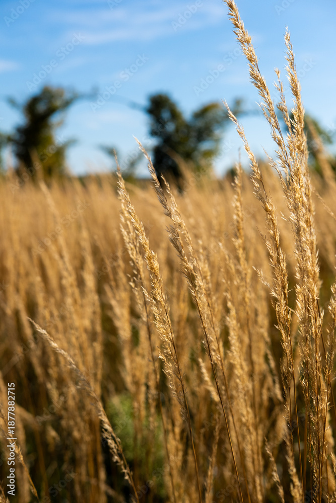 Fototapeta premium golden wheat field