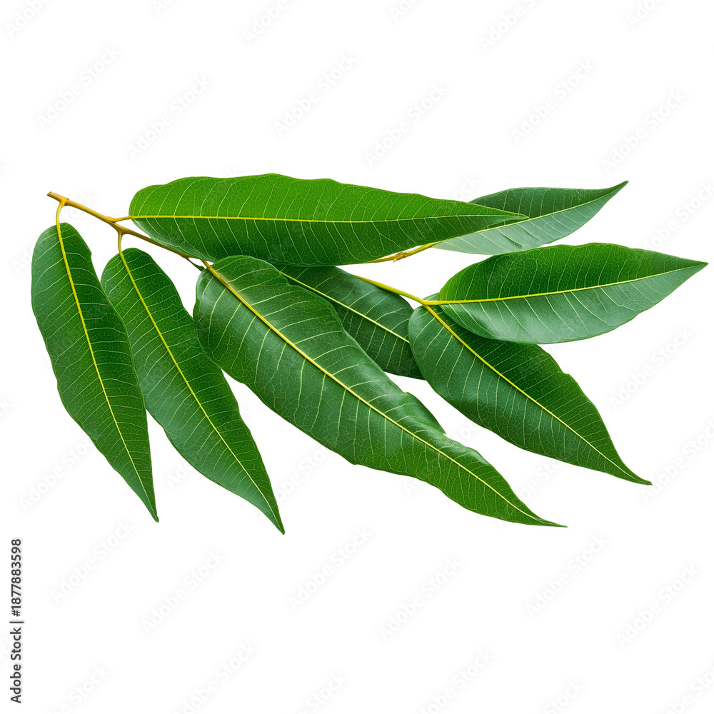 Obraz premium Branch with Five Green Mango Leaves plant isolated on a transparent background