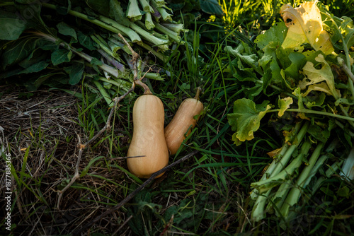 pumpkin growing in the garden
