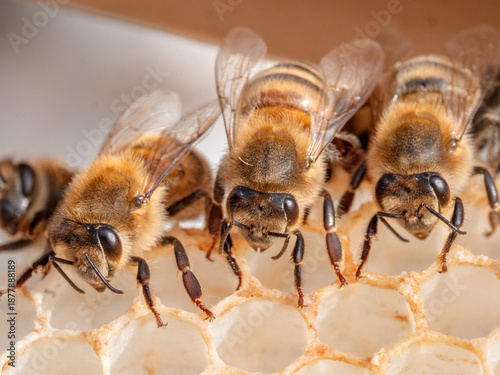 drei Bienen sitzen auf leerer Wabe