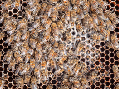 Tote Honigbienen nach dem Winter
