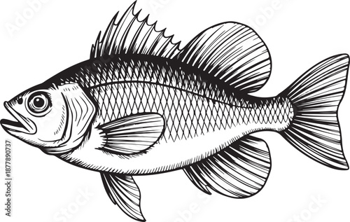Vintage style black and white fish illustration
