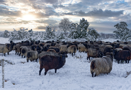 Heidschnuckenherde in Winterlandschaft Nähe Wilsede
