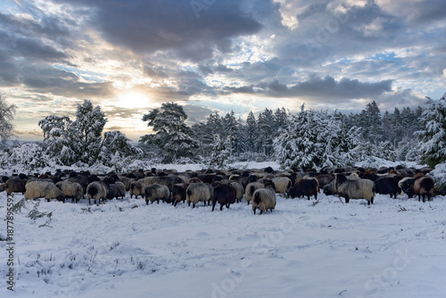 Heidschnuckenherde in Winterlandschaft Nähe Wilsede