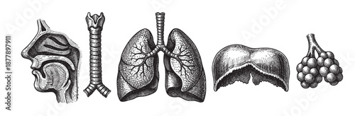 Vintage-style engraving illustration showcasing the human respiratory system, including the nose, trachea, lungs, diaphragm, and alveoli, ideal for medical and educational resources.
