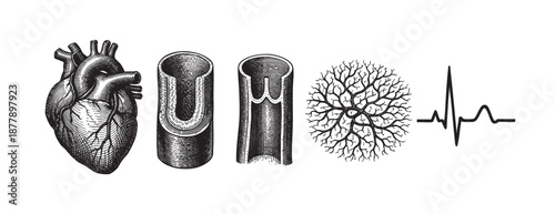 Detailed monochrome engraving of a human heart, blood vessels, capillary network, and heartbeat line against a white background, ideal for scientific, medical, or educational purposes.