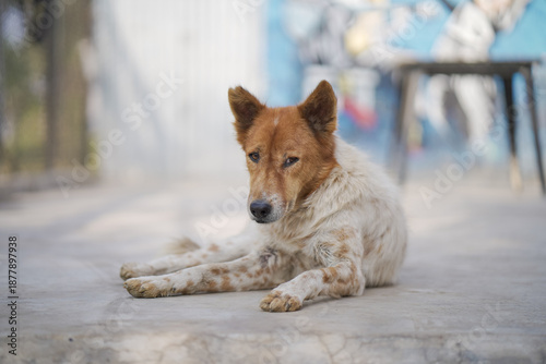 Canvas Print Stray dog resting on pavement, Street dog lying on concrete, Calm dog relaxing outdoors, Indian street dog portrait, Lonely dog on urban ground stock photo
