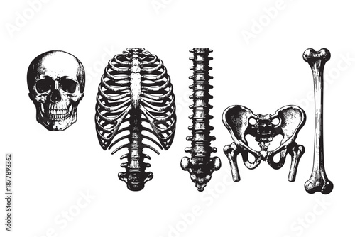 Detailed illustration showing human skeleton anatomy parts, including skull, ribcage, spine, pelvis, and long bone, on a clean white background ideal for educational or medical contexts.