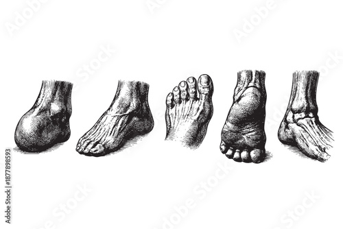 Various anatomical foot illustrations in vintage style, showcasing different perspectives and structures, rendered in black and white, evoking a sense of medical history.