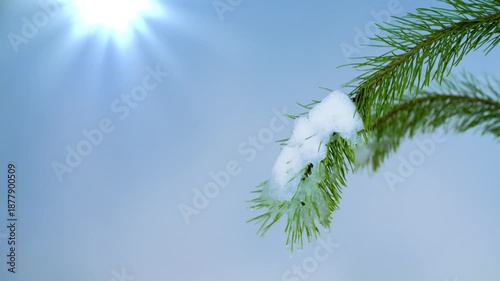 extreme close-up of snow thawing on a pine branch in sunshine, thaw in spring, nature scene outdoors for springtime backgrounds