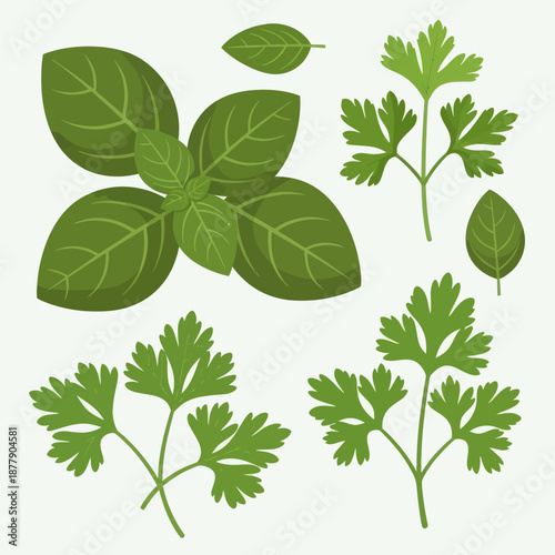 Fresh Green Herbs and Leaves Illustration.