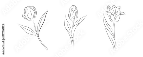 tulip flowers set vector illustration, black silhouette isolated on white background, hand drawn flowers scetch, design elements for greeting card, poster, decoration,banner,wedding, invitation