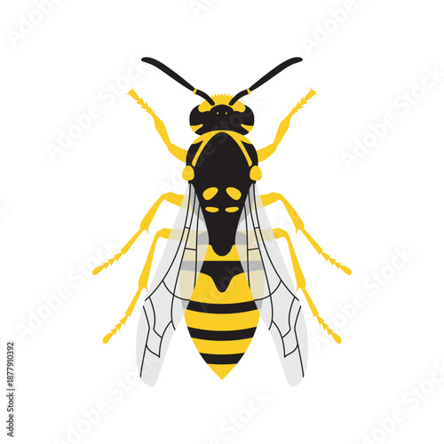 Honey bee flat vector illustration isolated on white background. Insect icon