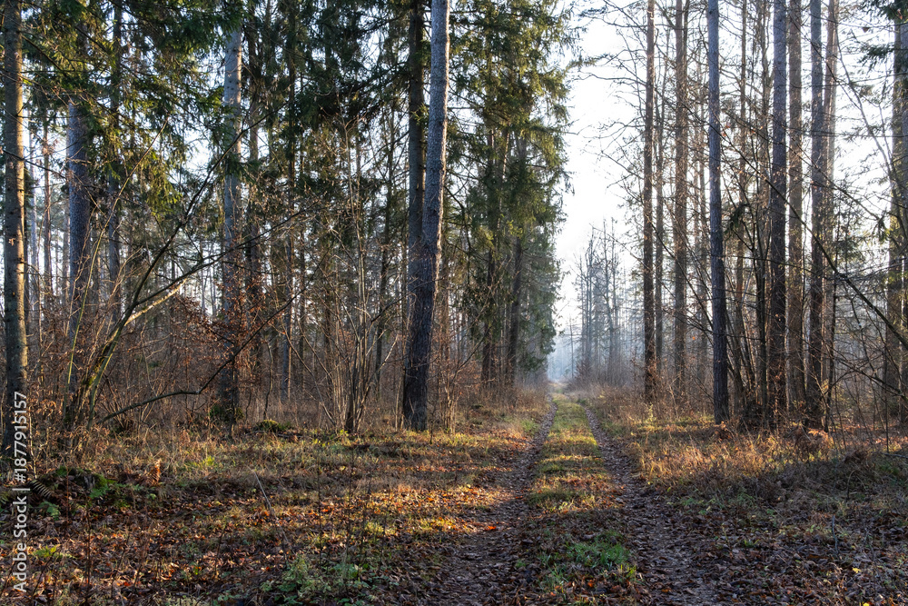 Fototapeta premium Overgrown path in the Bialowiza Forest, late autumn, Podlasie, Poland