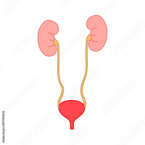 Flat Vector illustration of Kidney and bladder organ. kidney and bladder anatomy. Flat Vector design for medical poster, element, donor, icon and education.