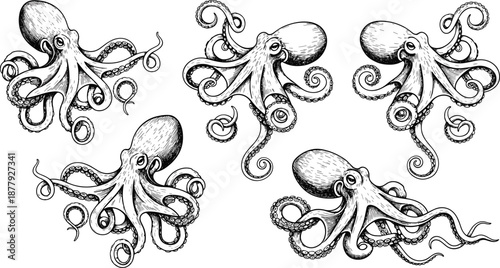 Octopus sea creature illustration set, detailed marine animal drawings, tentacle motion study, vintage engraving style, nautical art, CAD drawing flat vector illustration