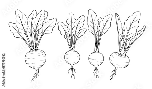 Vector Black Line Root Vegetables Illustration Beet Radish Turnip Isolated