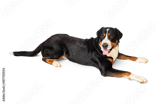 Greater Swiss Mountain Dog lying isolated on white background.