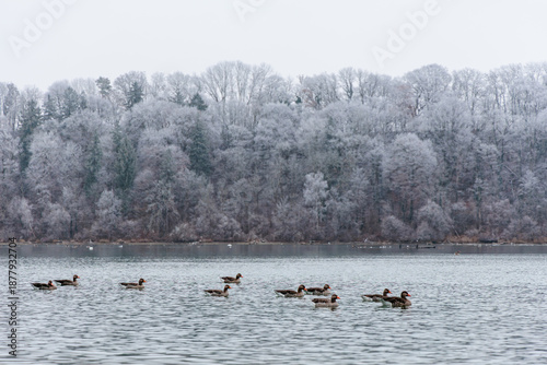 A flock of wild geese swimming on a calm lake during a misty winter morning. Scenic nature photography emphasizing wildlife conservation, biodiversity and a peaceful, misty atmosphere