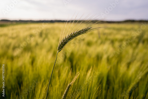 Fotografia Close up of cereal crops growing in a field with natural light and shallow depth of field