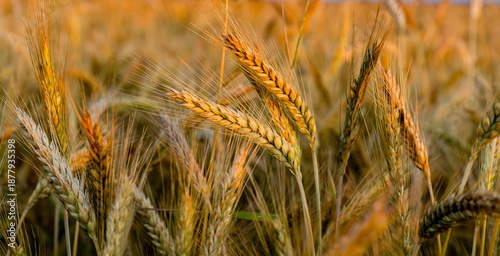 Close up of cereal crops growing in a field with natural light and shallow depth of field. Agriculture, grain production and organic farming concept.
