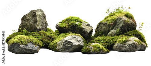 Moss-Covered Rocks with Small Plants in Natural Setting
